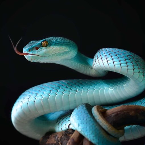 adam eve jardin eden serpent chute