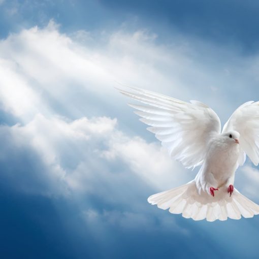 colombe paix genese bible arche noe