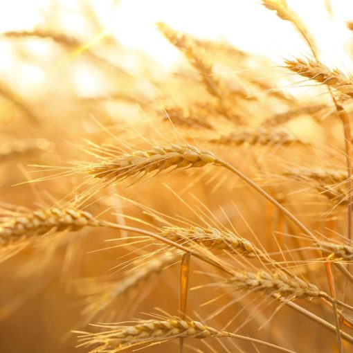 isaac guerar bible genese abimelec Jésus Christ évangile