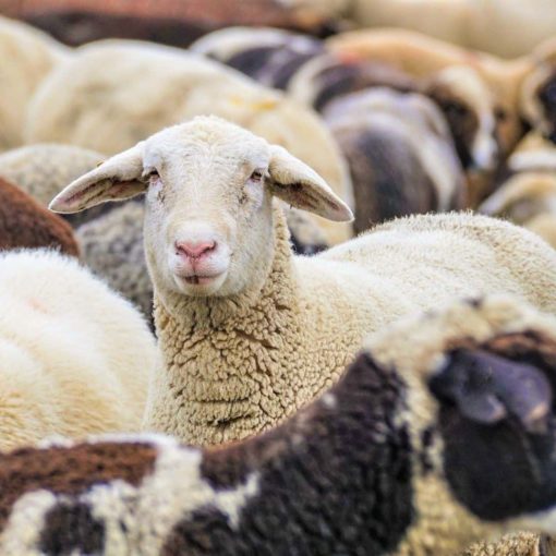 troupeaux jacob laban bible genese calvinisme prédestination