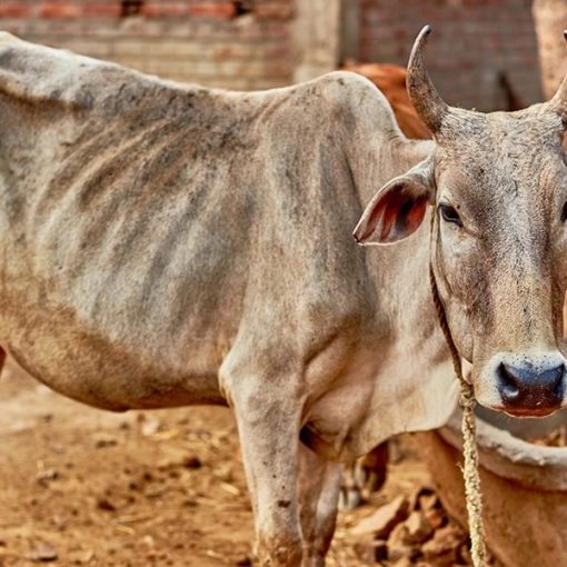 joseph genese bible vaches maigres grasses pharaon