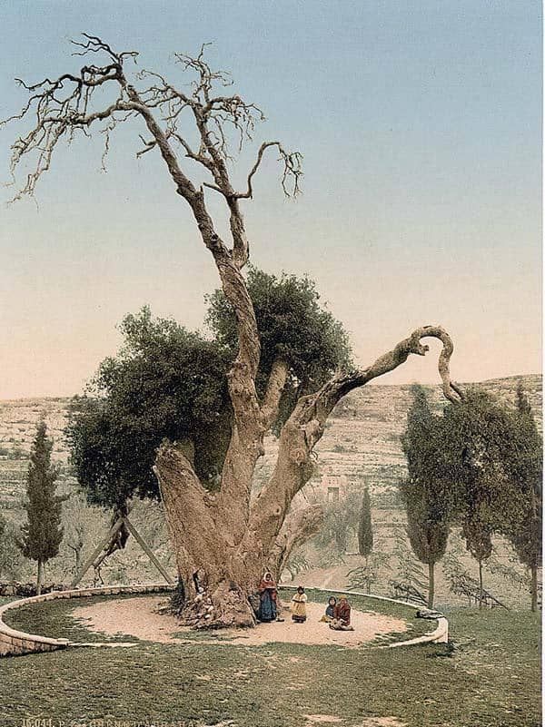 Le chêne de Mamré près d'Hebron vers 1900
