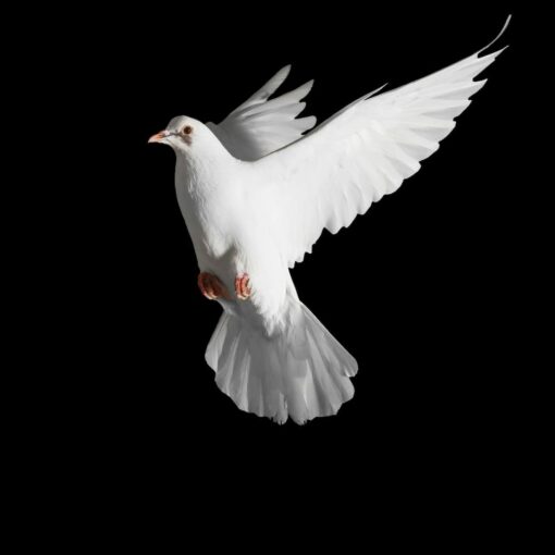 peche contre saint esprit blaspheme impardonnable bible